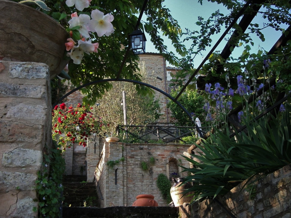 Rosa Scarlatta Giardino 4